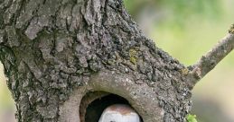 Barn owl Library