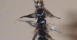 Flies Library