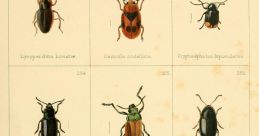 Beetle Library