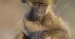 Chacma Baboon Library