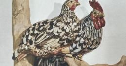 Roosters Library