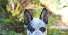 Bluey Heeler