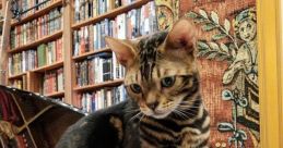 Cat Library
