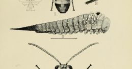 Faint Insects Library