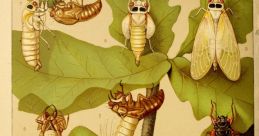 Cicadas Library