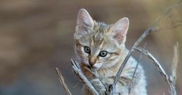 Wild cat Library The Wild Cat's Library is a treasure trove of mesmerizing that transport you to the depths of the jungle