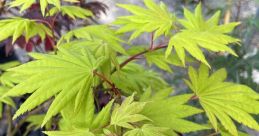 Japanese Maple Library