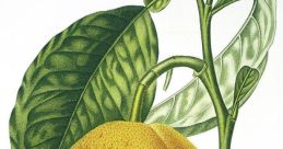 Grapefruit Library