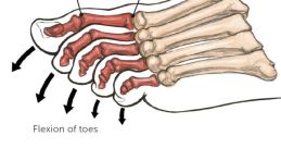Illustration detailing flexion and extension of toes, emphasizing the MTP and IP joints in foot movement.