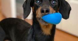 Crusoe the Dachshund