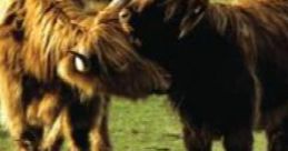 Bovine Library