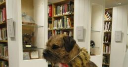 Terrier Library