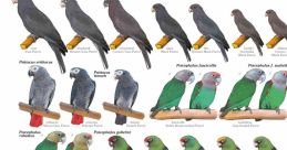 African parrot Library