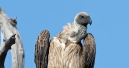 Vulture Library