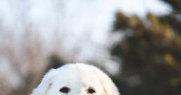 Abruzzese Sheepdog Library