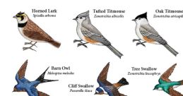 Forest birds Library