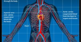 Internal blood flow Library