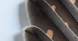 Feathers Library