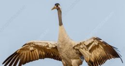 Eurasian cranes Library