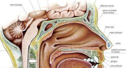 Human mouth Library