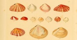 Shells Library