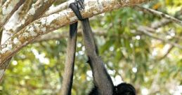 Spider monkey Library