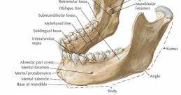 Mandible Library