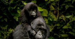Virunga National Park Library