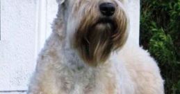 Wheaten terrier Library