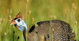 Guineafowl Library