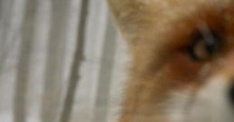 Funy Fox (fune)