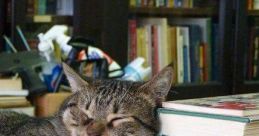 Kitten Library