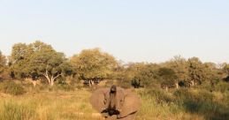 Mala Mala Game Reserve Library