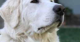 Maremma Sheepdog Library