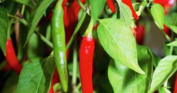 Capsicum Library