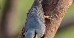 Nuthatch Library