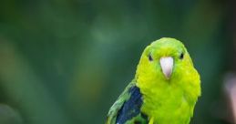 Parakeet Library