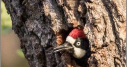 Woodpecker Library