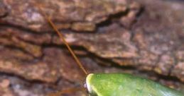 Grillo Green (Cricket Green in Latin American Spanish)