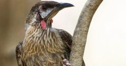 Wattlebird Library
