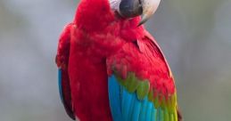 Macaw parrot Library