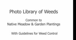 Weeds Library The library at Weeds S is a tranquil oasis, surrounded by the gentle rustling of leaves in the breeze and