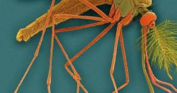 Mosquito Library