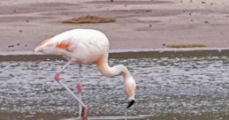 Chilean flamingos Library