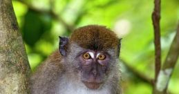 Macaque Library