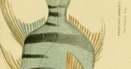Fish Creature Library