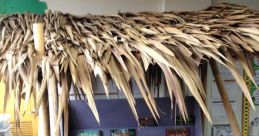Rain Forest Library