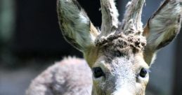 Roe Deer Library