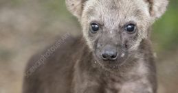 Hyena Library