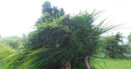 Tight Grass Bundle Hitting Hand Library